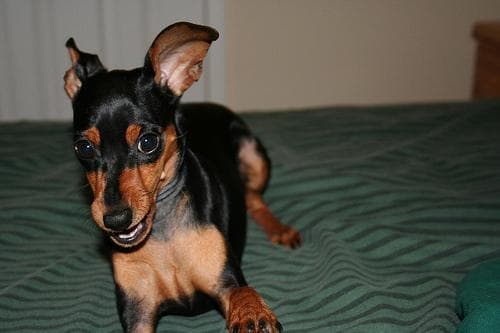 pinscher