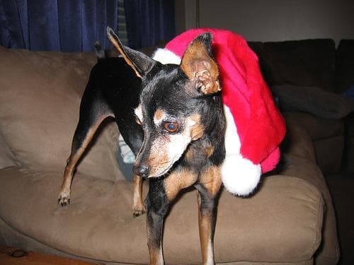Miniature Pinscher