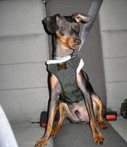 Miniature Pinscher