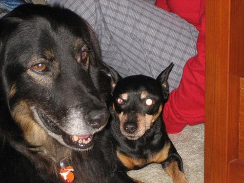 Miniature Pinscher