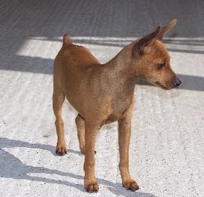 Miniature Pinscher
