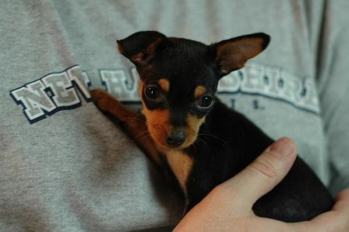 Miniature Pinscher