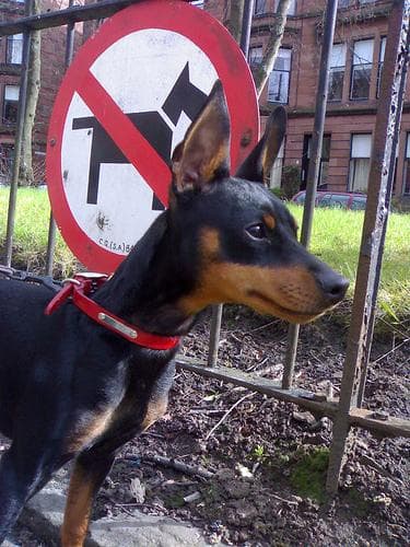 pinscher