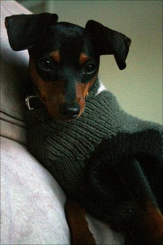 Miniature Pinscher