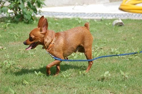 pinscher