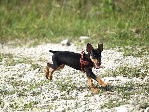 Miniature Pinscher