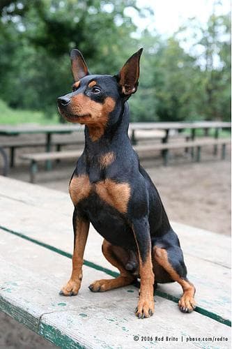 pinscher