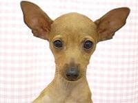 Miniature Pinscher