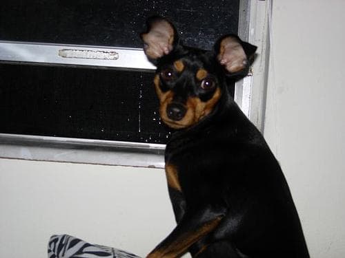 pinscher