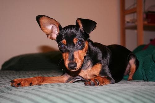 Miniature Pinscher