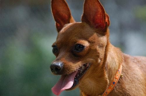 Miniature Pinscher