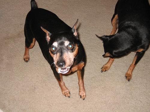 Miniature Pinscher