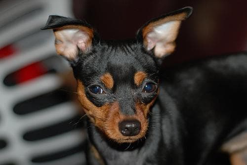 Miniature Pinscher