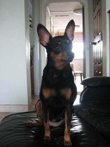 pinscher