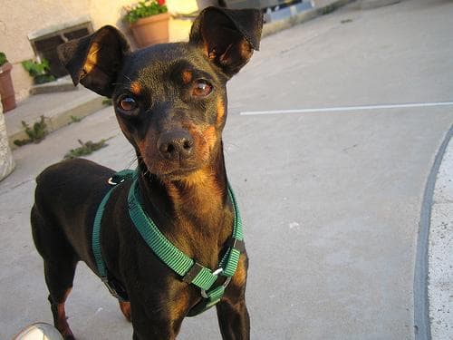 pinscher