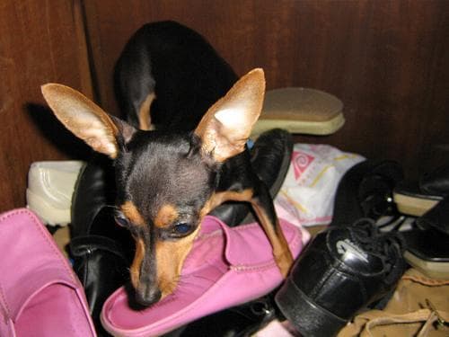 pinscher
