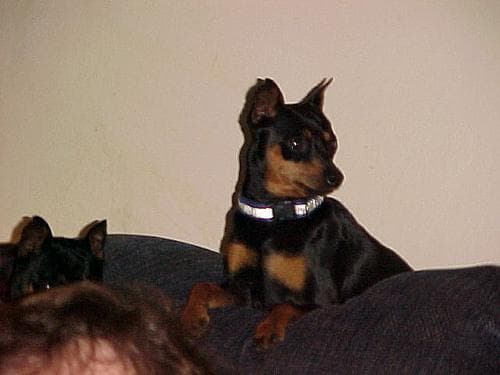 pinscher
