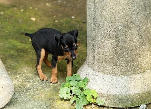Miniature Pinscher