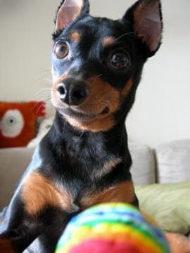 Miniature Pinscher