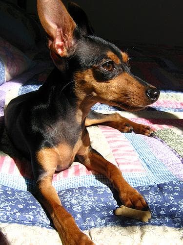 pinscher
