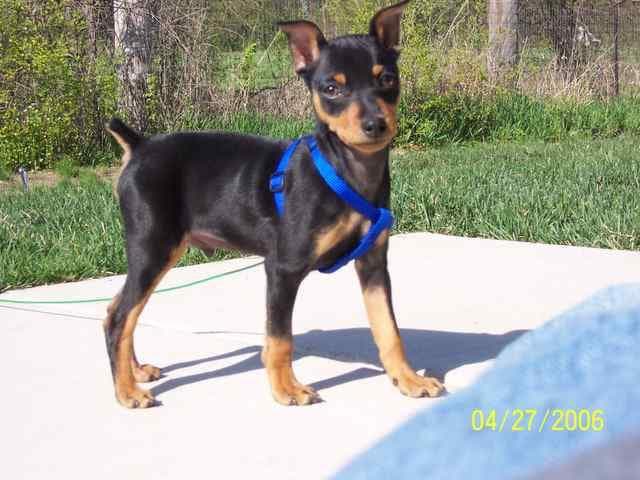 pinscher