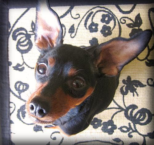 Miniature Pinscher