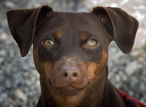 pinscher
