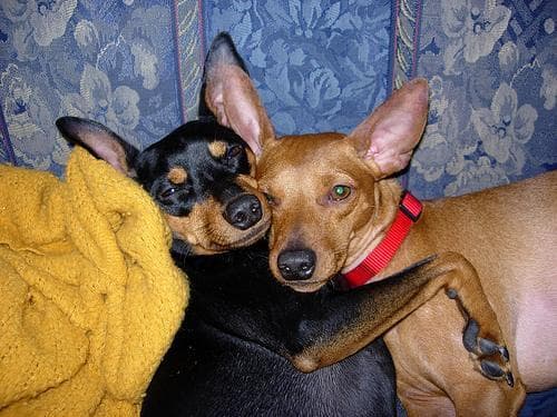 pinscher