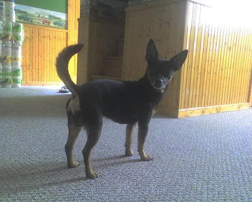 pinscher