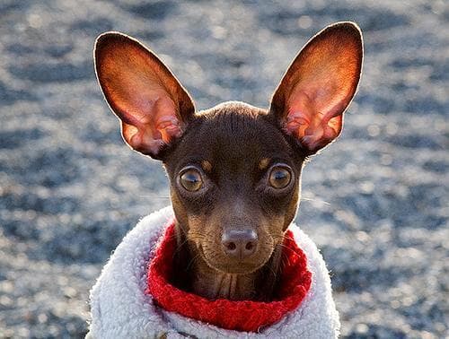 Miniature Pinscher