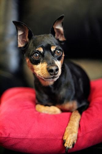Miniature Pinscher