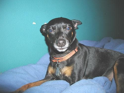 pinscher