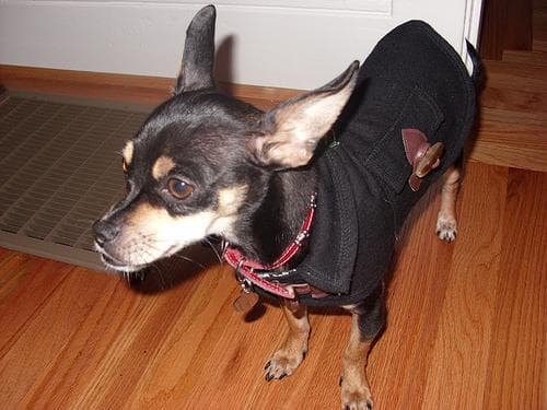 Miniature Pinscher
