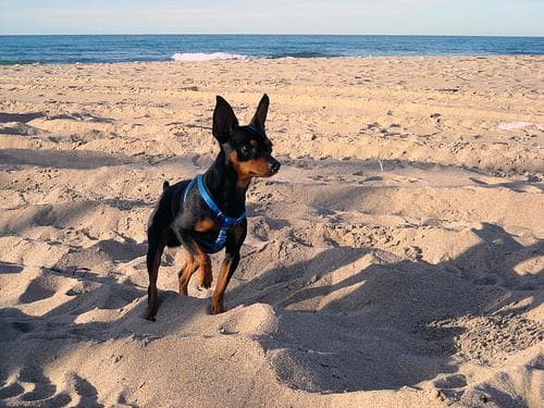 Miniature Pinscher