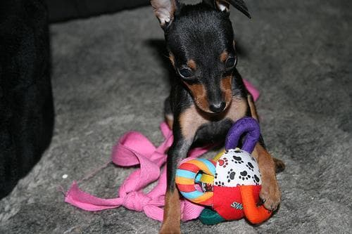 Miniature Pinscher