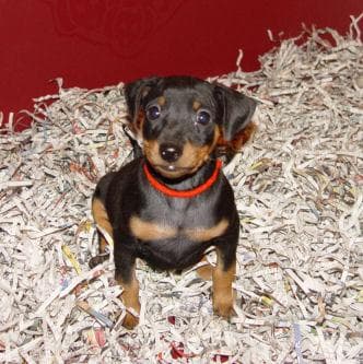Miniature Pinscher
