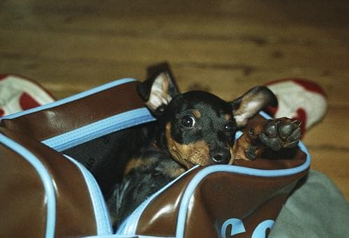 Miniature Pinscher