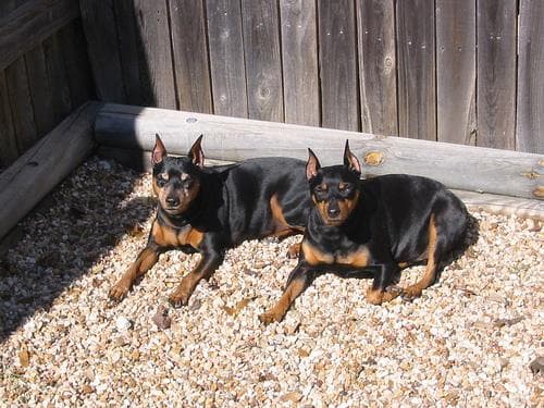 Miniature Pinscher