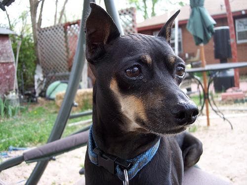 Miniature Pinscher