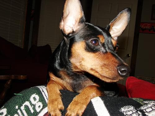 Miniature Pinscher