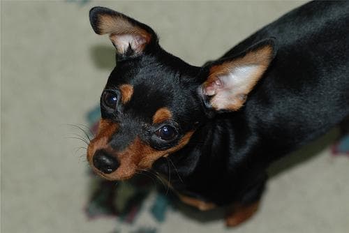 Miniature Pinscher
