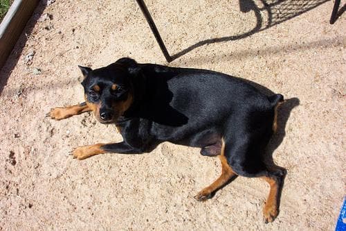 Miniature Pinscher