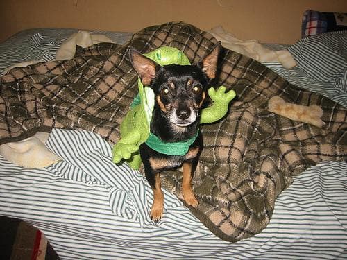 pinscher