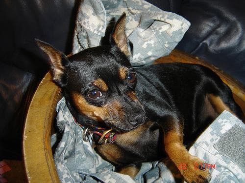 Miniature Pinscher