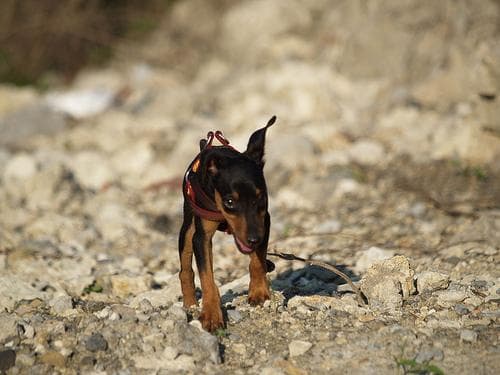 Miniature Pinscher