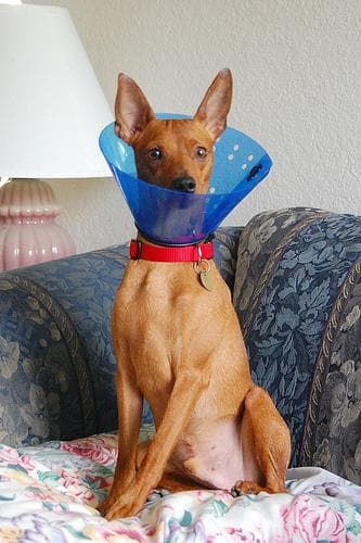Miniature Pinscher