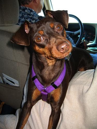 pinscher