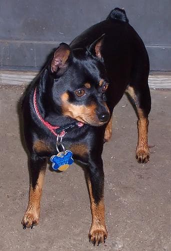 pinscher