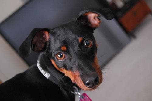 Miniature Pinscher