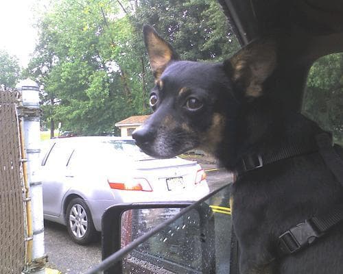pinscher